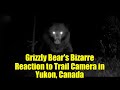 Grizzly Bear's Bizarre Reaction to Trail Camera in Yukon, Canada | Wildlife Mystery Explained?