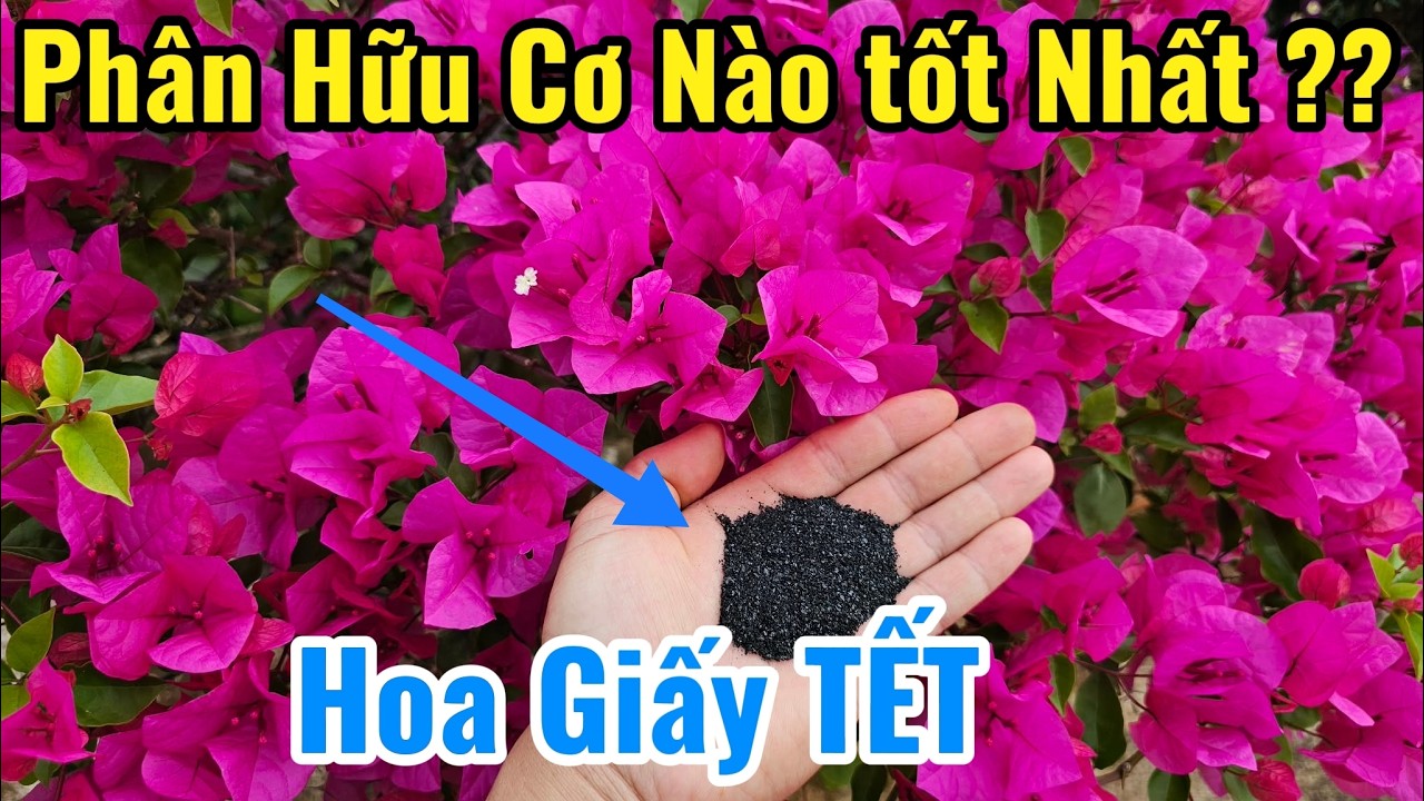 Bón Phân Hữu Cơ Cho Hoa Giấy Trước khi ăn TẾT !!!