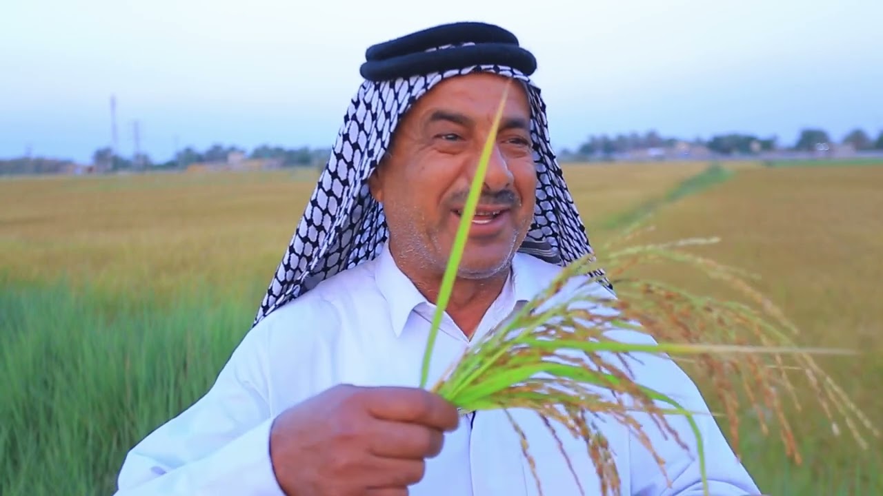 بداية اندثار زراعة الشلب في العراق مناطق النجف