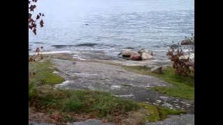 Nordman Livet tar det livet ger