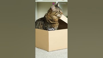 5 Cat Behaviors Explained – #3 is Just Rude  #funnycat #cute #cats #catlife #catnap #kitten #cat