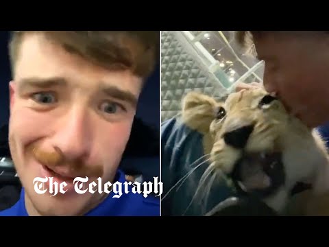 England fan plays with lion cub after 'sheikh invites them to palace' on qatar world cup night out