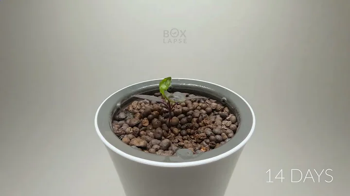 100 Days in 1 minute   HYDROPONIC CHILI PEPPER Tim...