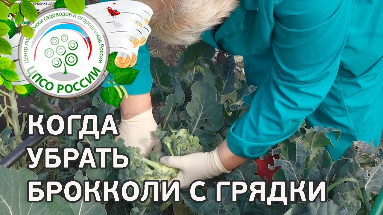 Капуста брокколи: уборка и хранение Капуста брокколи: уборка и хранение