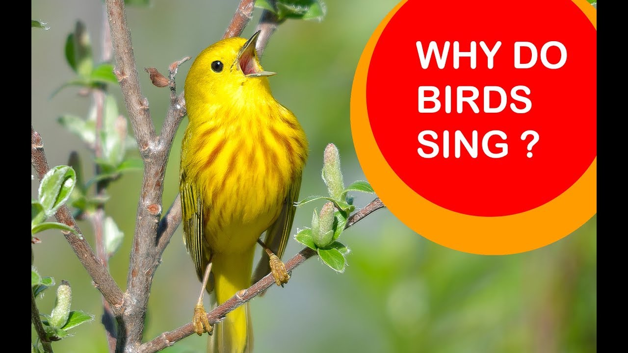 Why do birds sing?