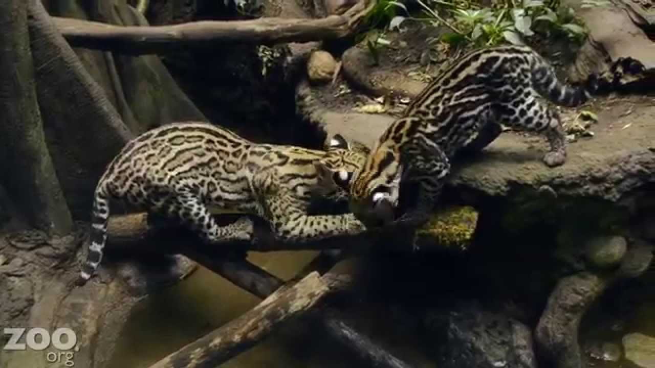 do ocelots eat people