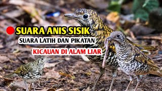 Kicauan Anis Sisik || Burung Hutan yang Susah di Jumpai