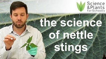 How do stinging nettles sting you? - practical biology experiment 🌵🧪