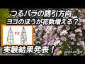 バラの枝を水平にすると花多くなる?ホント?【実験結果発表】