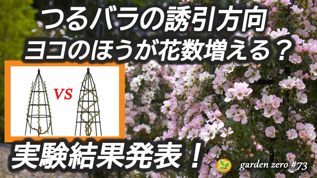 バラの枝を水平にすると花多くなる?ホント?【実験結果発表】