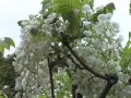 天赦園 ／愛媛いきいきテレビ
