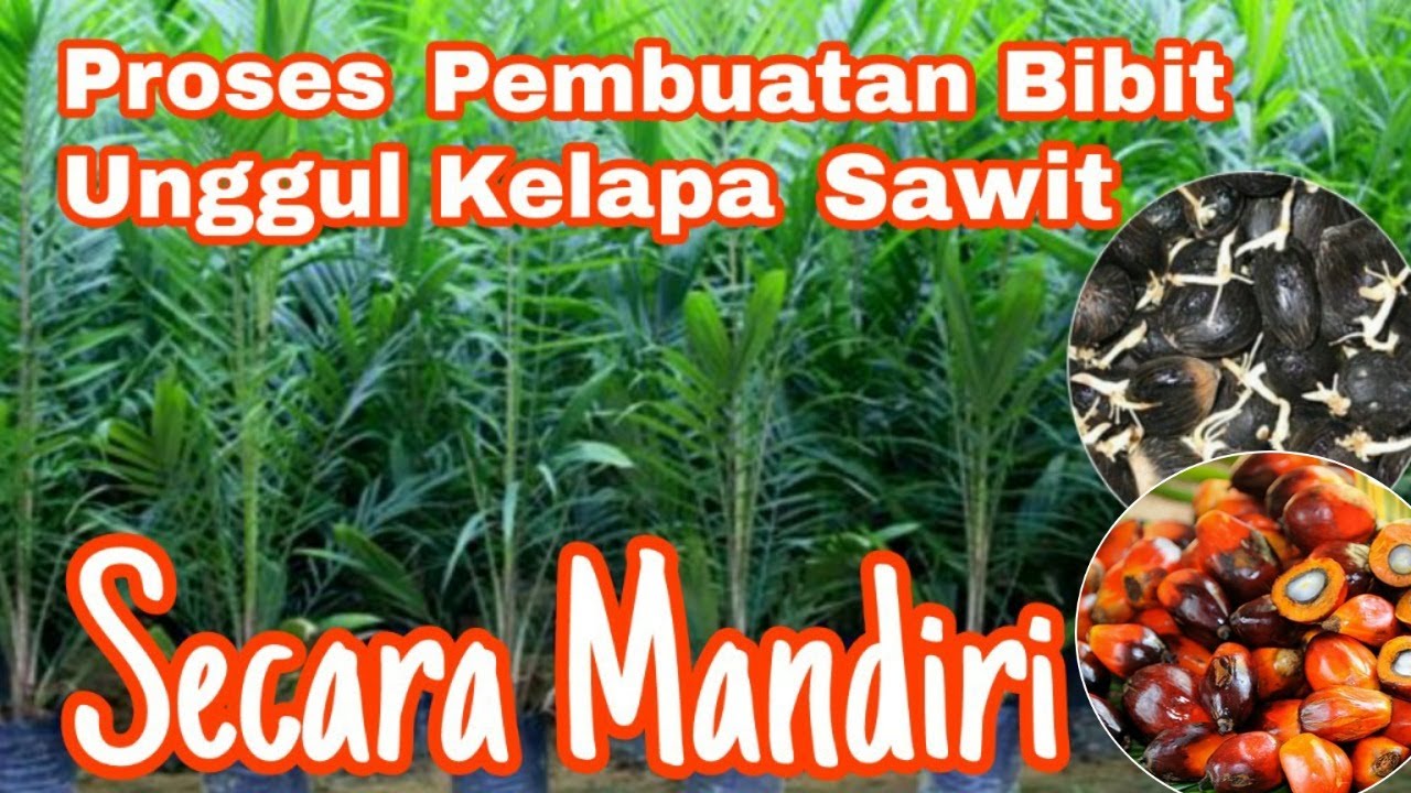 TRIK MUDAH, CARA MEMBUAT BIBIT SAWIT UNGGUL BERKUALITAS || DI JAMIN BERBUAH