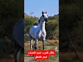 هيبة عكال العرب 