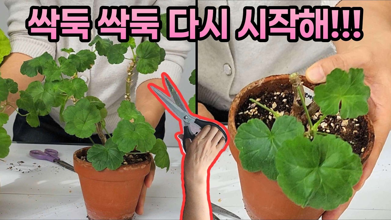 [4K] 제라늄 봄맞이 가지치기, 처음부터 새롭게 시작하는 마음으로 싹뚝 강전정!!! #제라늄 #pelargonium