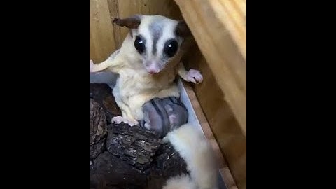 Sóc bay úc baby mới ra túi (Trại sóc bay úc heo xinh - Tp. Thủ Dầu Một - Bình Dương)