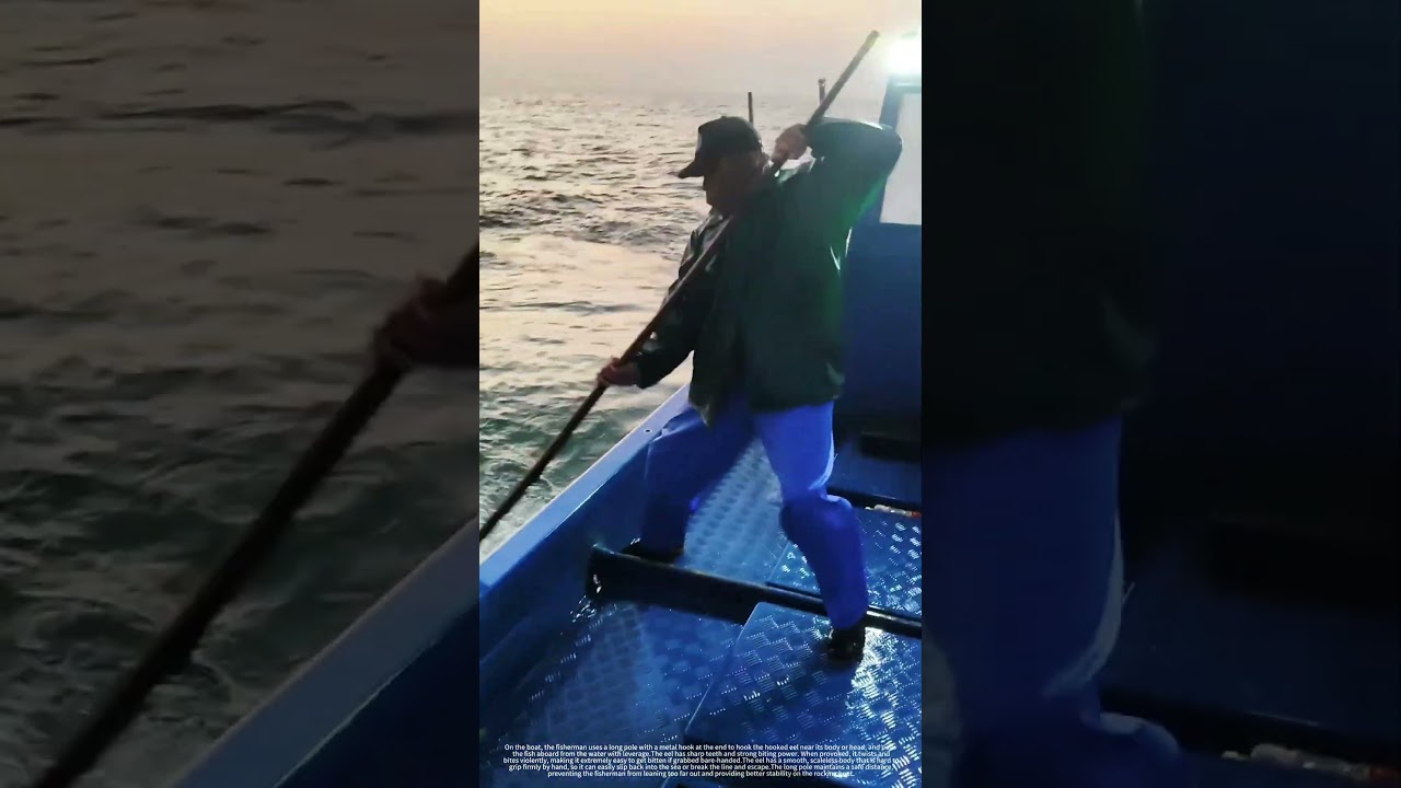 Fishing for moray eels