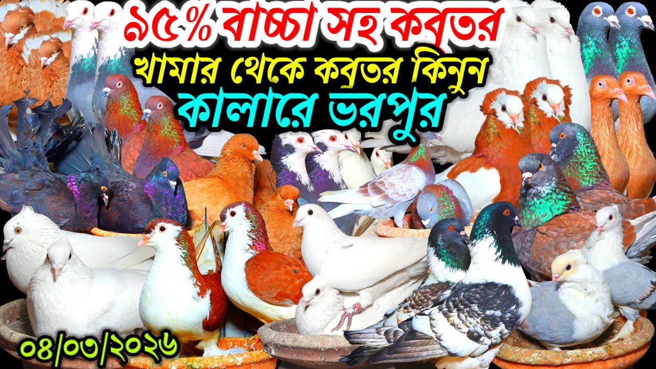 ৯৫% বাচ্চা সহ কবুতর খামার থেকে আকর্ষণীয় ফেন্সি রেসার গোল্লা গিরিবাজ কালারে ভরপুর নতুন কালেকশন