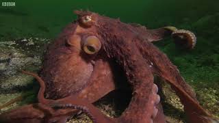 Octopus Steals Crab from Fisherman | Super Smart Animals