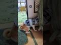 ボクが抜けるまで #shiba #柴犬
