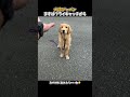 足早いから君はセンター守ってくれるかな😂 #元気になる動画 #元気お届け #犬のいる生活 #大型犬のいる生活 #犬の気持ち #癒し #可愛い