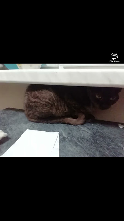 The kitty story #memes #cat #kitty #cute