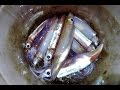 第26集：夜钓小鱿鱼烹饪菲律宾国菜  Mini Squid Catch and cook in Siquijor, Philippines