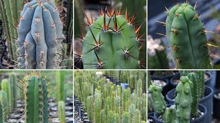 Trichocereus Cactus Photography