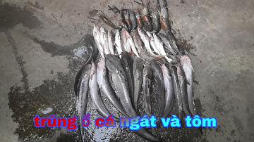 Câu cá ngát sông Đồng Nai/ trúng nước, trúng bày cá tôm/ TV cá heo