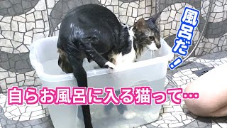 Kitten returning to the bathtub many times - YouTube