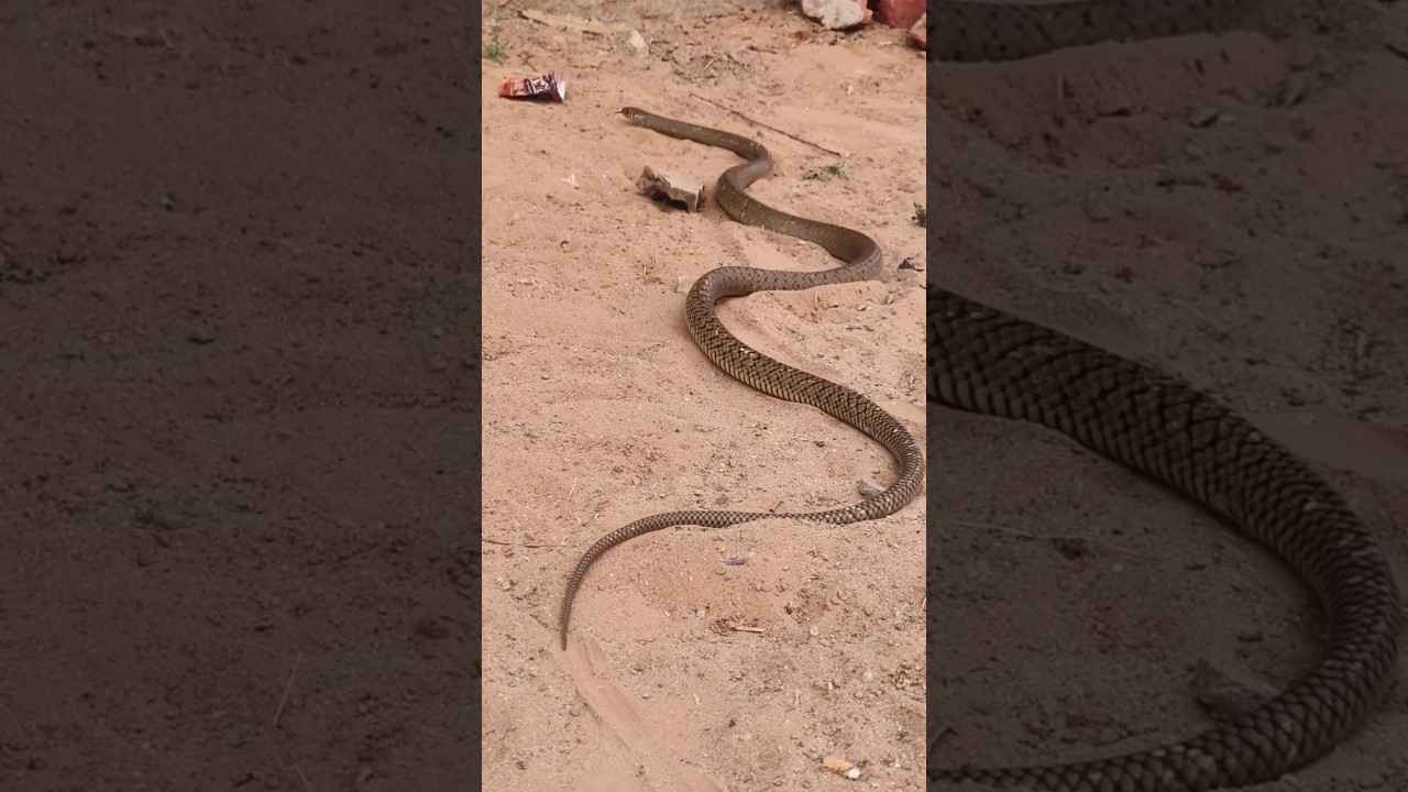 OOO dhaman sanp 🐍😱 