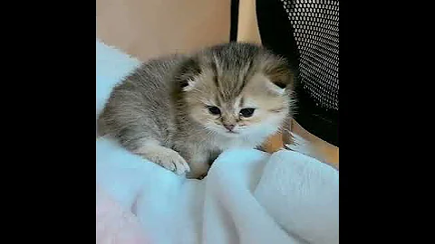 Watch the video about Little baby persian cat | #shorts cute cats !