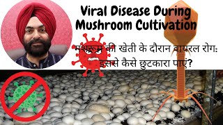 Mushroom Cultivation  #Viral Disease #वायरल रोग: इससे कैसे छुटकारा पाएं?#वायरल रोग के कारण ब्राउनिंग screenshot 2