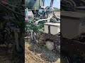 Strip Till: semina mais 🌽 di 2º raccolto