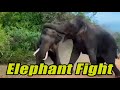 Sri lankan wild elephant fighting in front of safari jeep