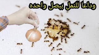 وداعا للنمل?ببصله واحده-استخدمات غربيه للبصل لا تعرفي عنها شئ