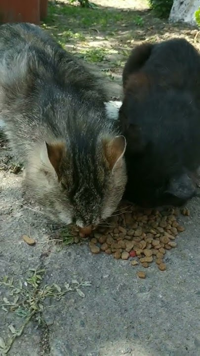 Улюблені хрустіки😻🐈#котики #їжа #тваринки #рекомендації #україна - YouTube