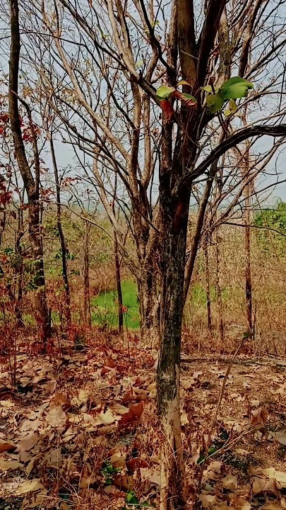 Setitik Air #shorts #kemaraupanjang #story #shortsfeed #deddydorres