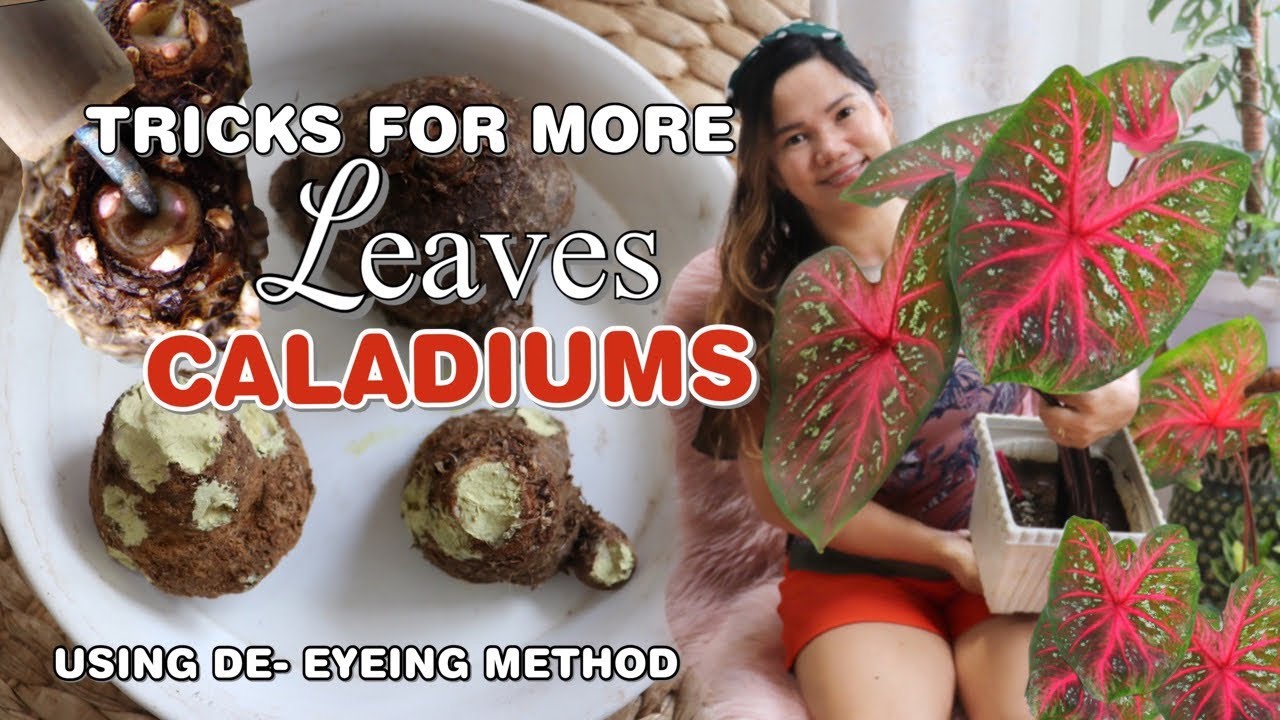 TRICKS FOR MORE LEAVES CALADIUMS| USING DE- EYEING METHOD | Lovekye 8
