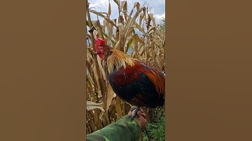 gà rừng mã vàng gáy cực hay.qaib qus daj qua zoo