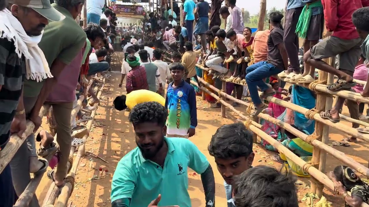 பலாகுரி எருதுவிடும் திருவிழா 27/2/26