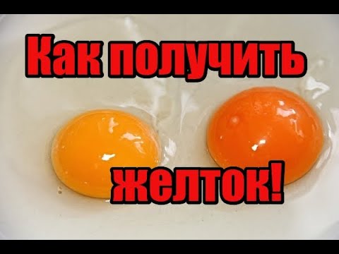 Как сделать оранжевый желток! Эксперимент часть 1! Всем спасибо за поддержку! Какие куры несут яйца!