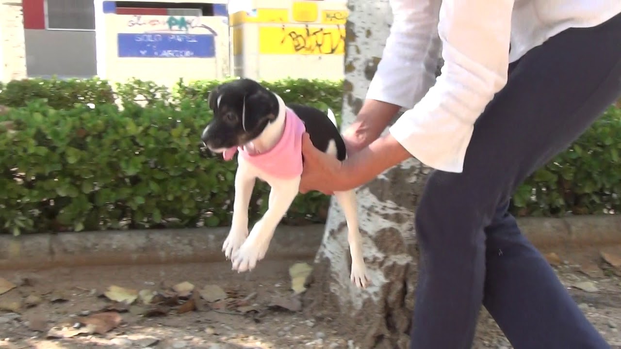 PANDA adopción perros cachorros