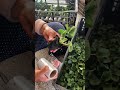 #PlantPropagation #GreenPlants #HomegrownNaturalGreenVegetables #PureGreenVegetables