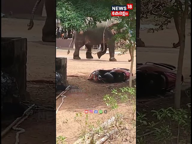 ഒരാളെ ചവിട്ടിക്കൊന്നു, വാഹനങ്ങൾ എടുത്തെറിഞ്ഞു; Angamalyയിലെ ക്ഷേത്രത്തിൽ ആനയിടഞ്ഞു | Ernakulam |N18S