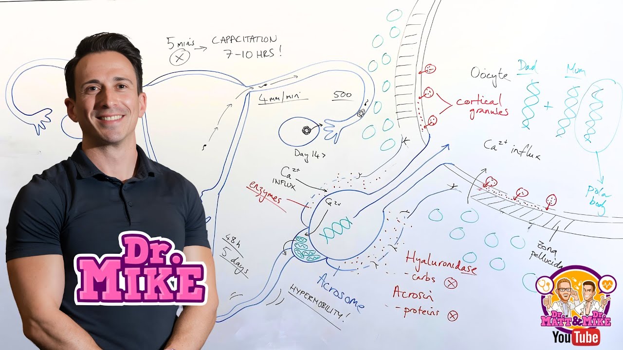 Capacitation & Acrosome Reaction | Fertilisation