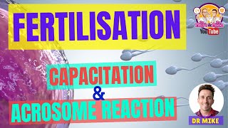 Fertilisation | Capacitation & Acrosome Reaction