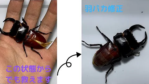 クワガタ羽化不全 Mp3
