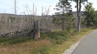 A Shocking Visit To Germany's Harz (Dead) National Park