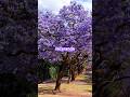 Gulmohar | Amaltas | Jacaranda #jacaranda #gulmohar #amaltas #colours #eyecatching