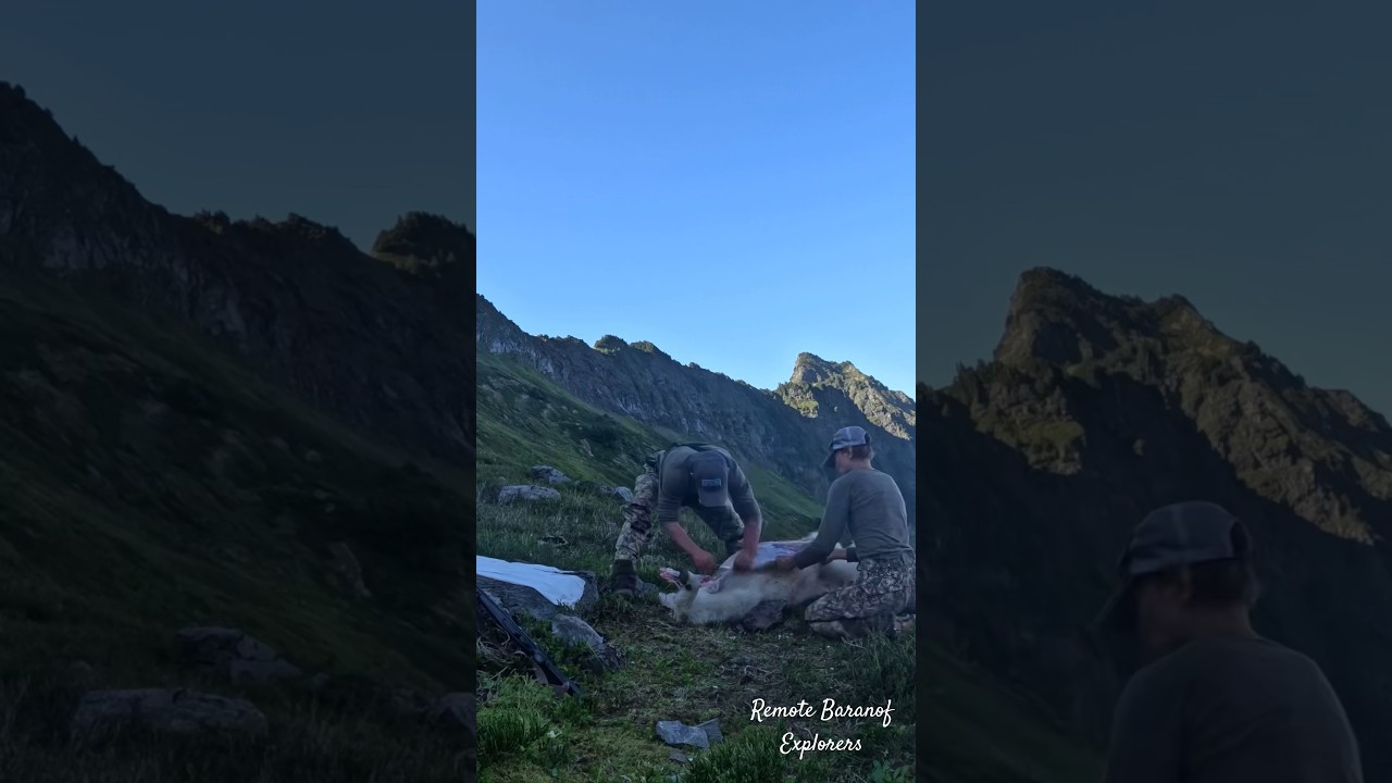 Skinning out a mountain goat YouTube